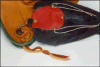 lure1.gif (29643 bytes)