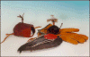 lure2.gif (30340 bytes)